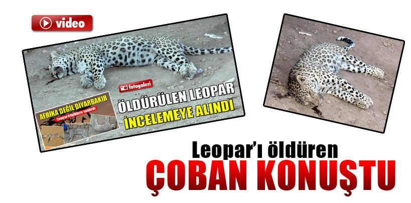 Leoparı öldüren Çoban 'Arkadaşımı parçalayacaktı, öldürdüm' dedi