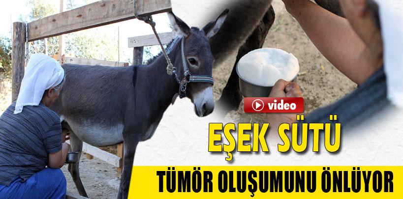 Eşek sütü tümör oluşumunu önleyici özellik taşıyor