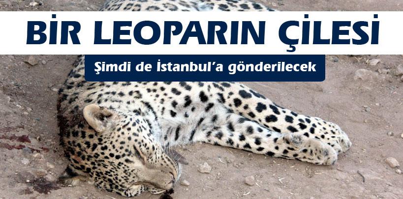 Öldürülen leopar içi doldurulmak üzere İstanbul'a gönderlecek