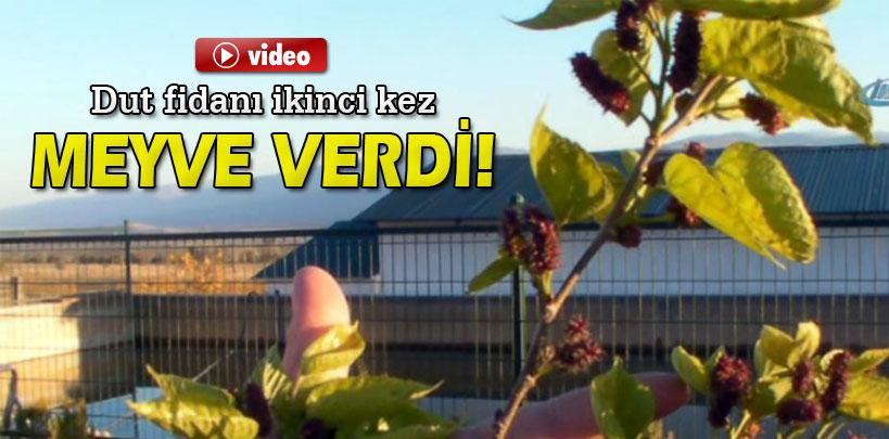 Sivas'ta dut fidanı ikinci kez meyve verdi