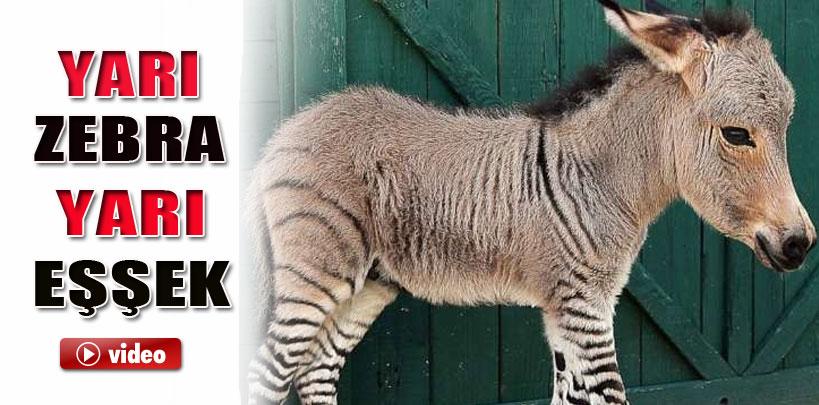 Yarı zebra, yarı eşek