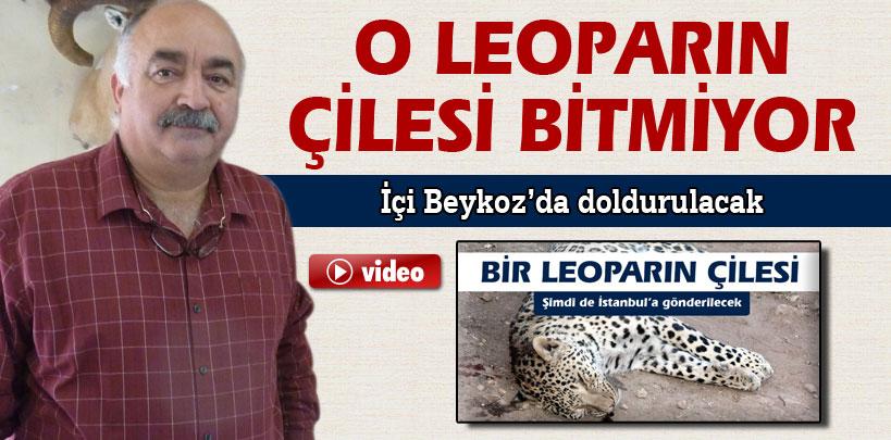 Öldürülen leoparın içi Beykoz'da doldurulacak