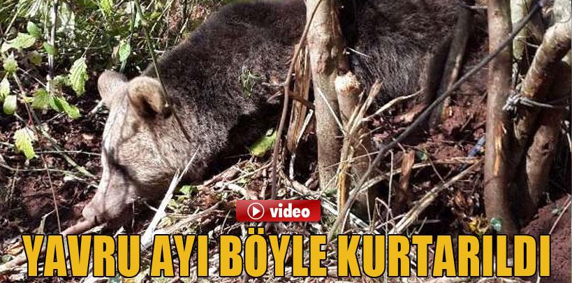 Yavru ayı böyle kurtarıldı