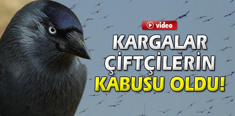 Karga istilası çiftçiyi perişan etti